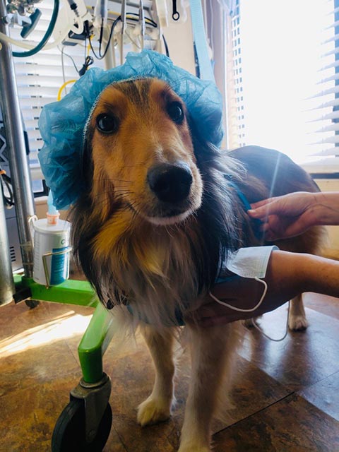 Dog wearing a shower cap