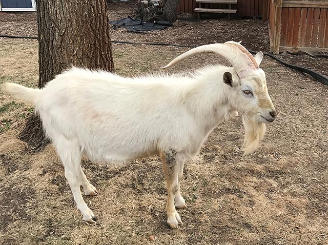 Goat in the yard