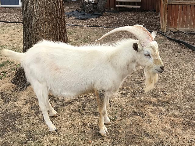 A goat standing in the yard