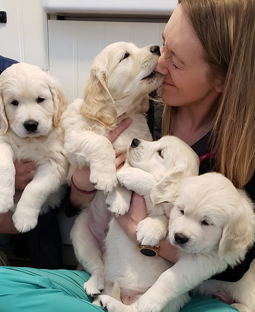 A litter of healthy puppies